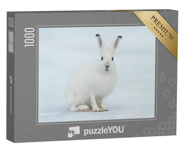 Puzzle 1000 Teile „Ein weißer Hase in derTundra, Sibirien“