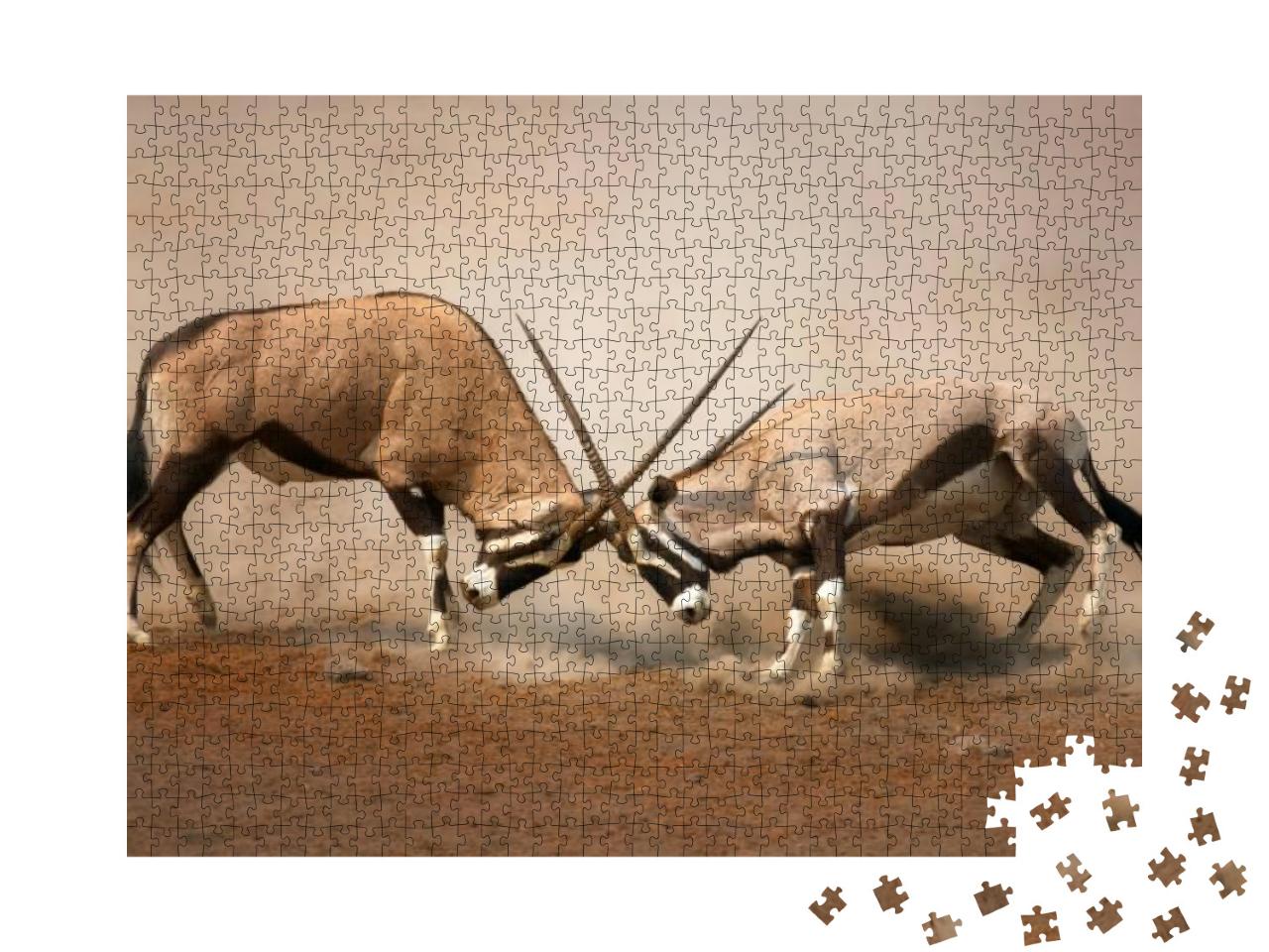 Puzzle 1000 Teile „Kampf zwischen zwei männlichen Gemsböcken“