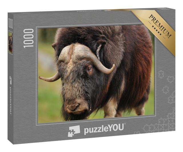 Puzzle 1000 Teile „Porträt eines ausgewachsenen Moschusochsen“