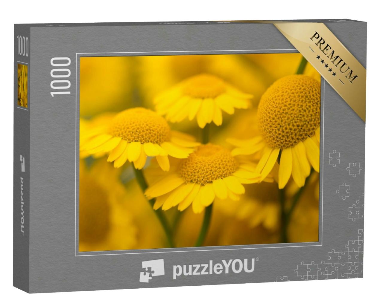 Puzzle 1000 Teile „Gelbe Blüten der Färberkamille, Anthemis tinctoria“