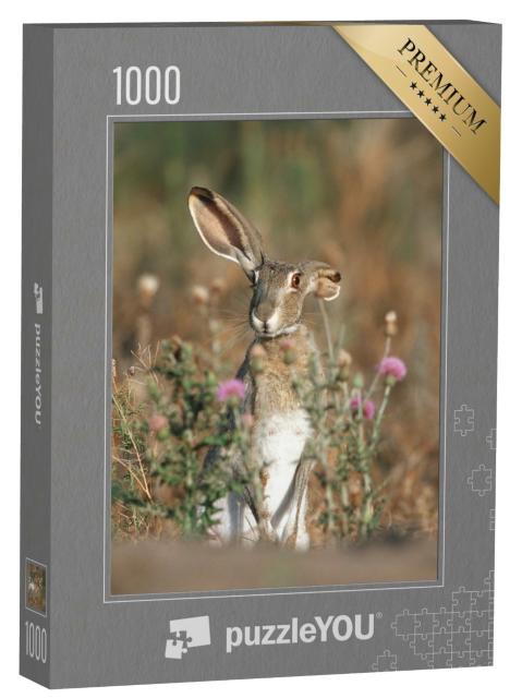 Puzzle 1000 Teile „Schwarzschwanz-Kaninchen mit langen Ohren, Texas, USA“
