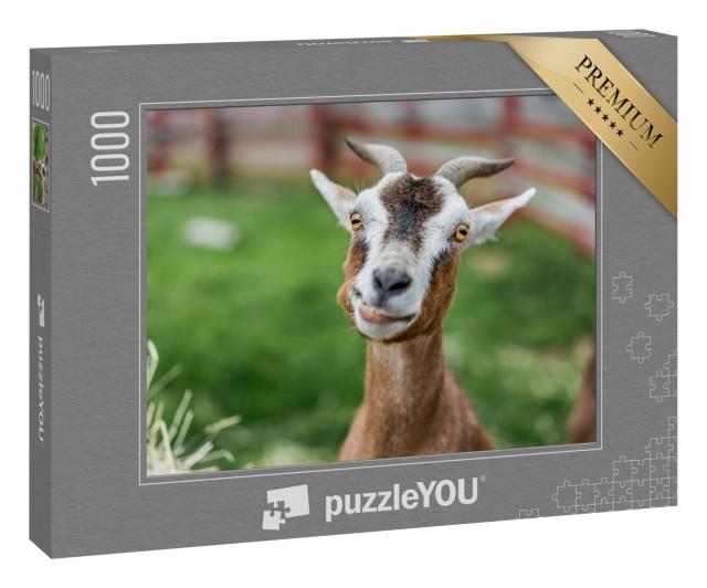Puzzle 1000 Teile „Nahaufnahme: niedliche Ziege auf der Wiese“