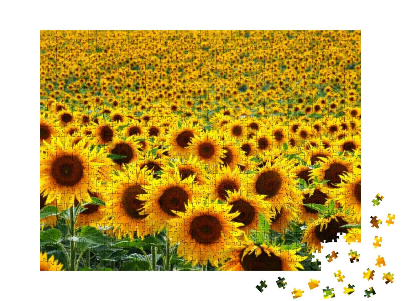 Puzzle 1000 Teile „Sonnenblumenfeld“