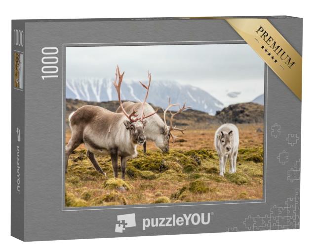 Puzzle 1000 Teile „Rentierfamilie beim Grasen, Spitzbergen“