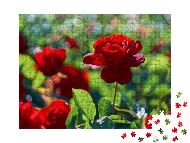 Puzzle 1000 Teile „Rote Rose im blühenden Rosengarten“
