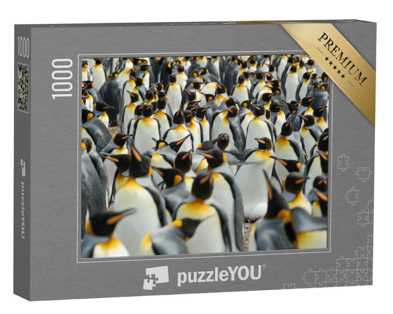 Puzzle 1000 Teile „Königspinguine in ihrer Kolonie“