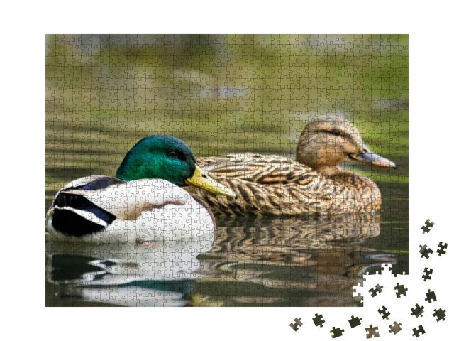 Puzzle 1000 Teile „Männliche und weibliche Stockente schwimmen auf einem Teich mit grünem Wasser“