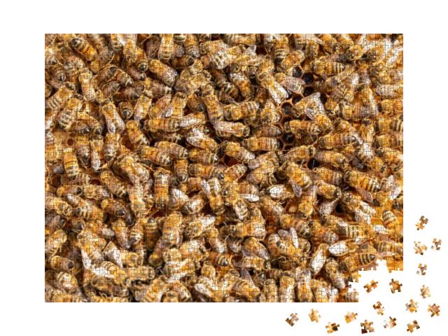 Puzzle 1000 Teile „Arbeitshonigbienen auf einem Rahmen aus einem Bienenstock“