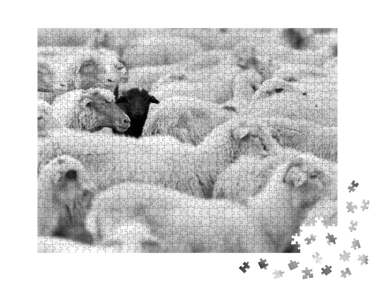Puzzle 1000 Teile „Ein schwarzes Schaf in der Herde der Weißen “