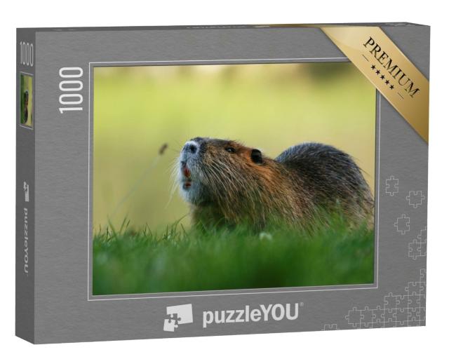 Puzzle 1000 Teile „Ein Coypu Nager im Gras“