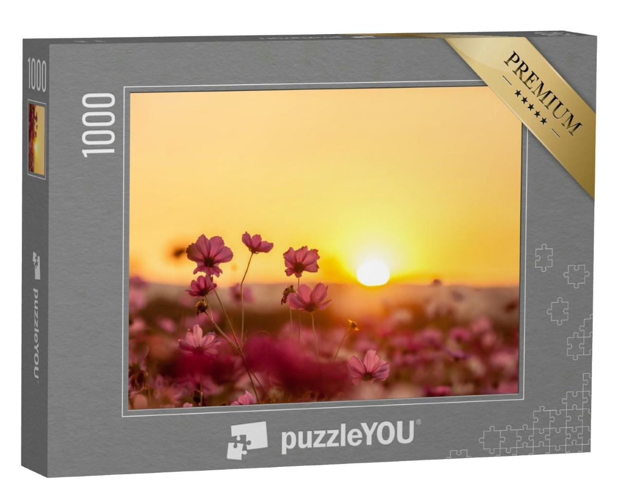 Puzzle 1000 Teile „Rosa Cosmea-Blüten auf dem Feld im Sonnenuntergang“