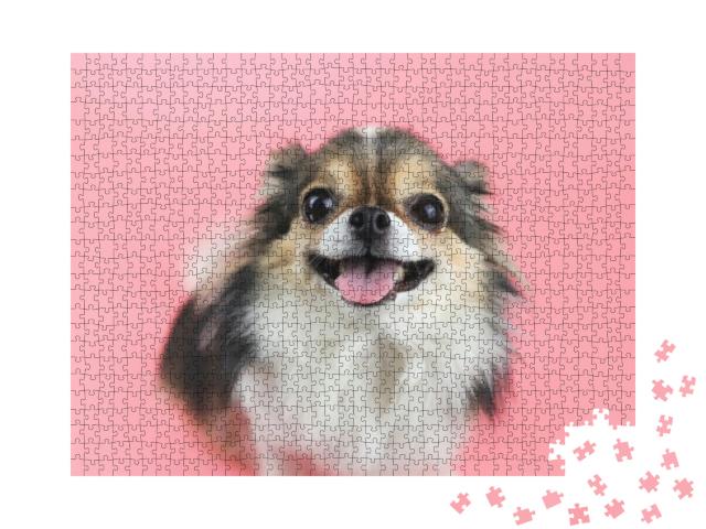 Puzzle 1000 Teile „Chihuahua mit langen Haaren und rosa Zunge“
