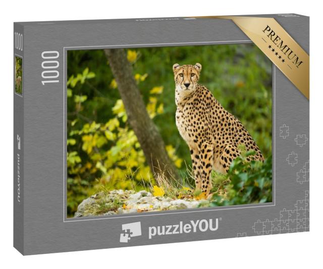 Puzzle 1000 Teile „Nahaufnahme eines ruhenden Geparden“