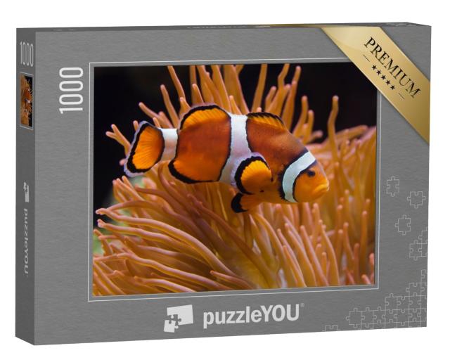 Puzzle 1000 Teile „Ocellaris-Anemonenfisch, Amphiprion ocellaris“