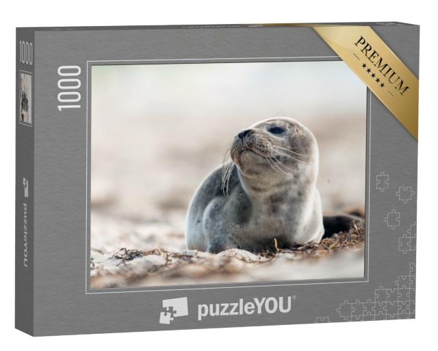 Puzzle 1000 Teile „Junge Robbe am Strand der Ostsee“