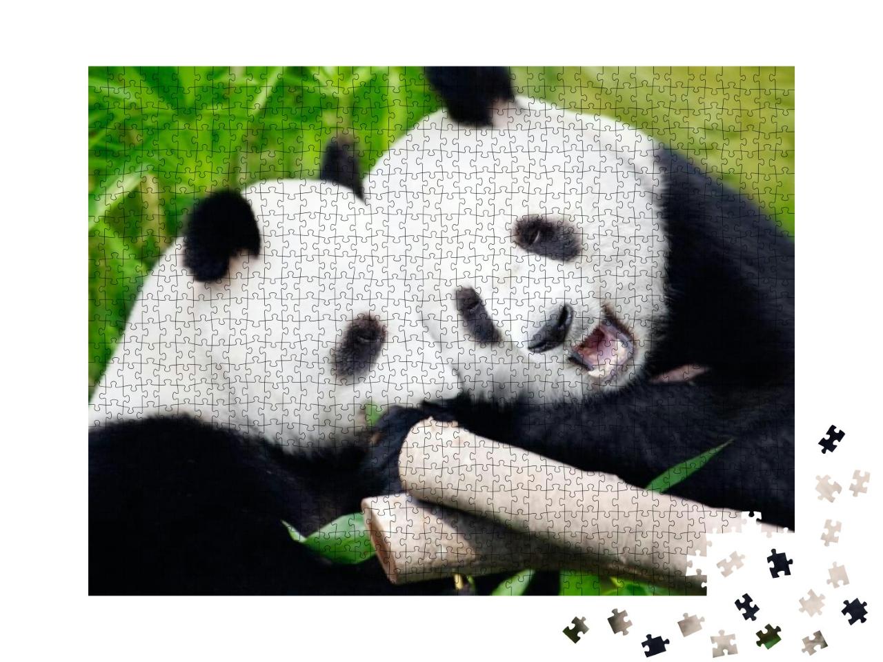 Puzzle 1000 Teile „Riesenpandas beim Verzehr von Bambussprossen“