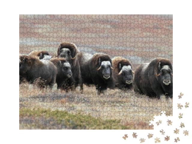 Puzzle 1000 Teile „Eine Herde von Moschusochsen im Dovrefjell-Nationalpark, Norwegen“