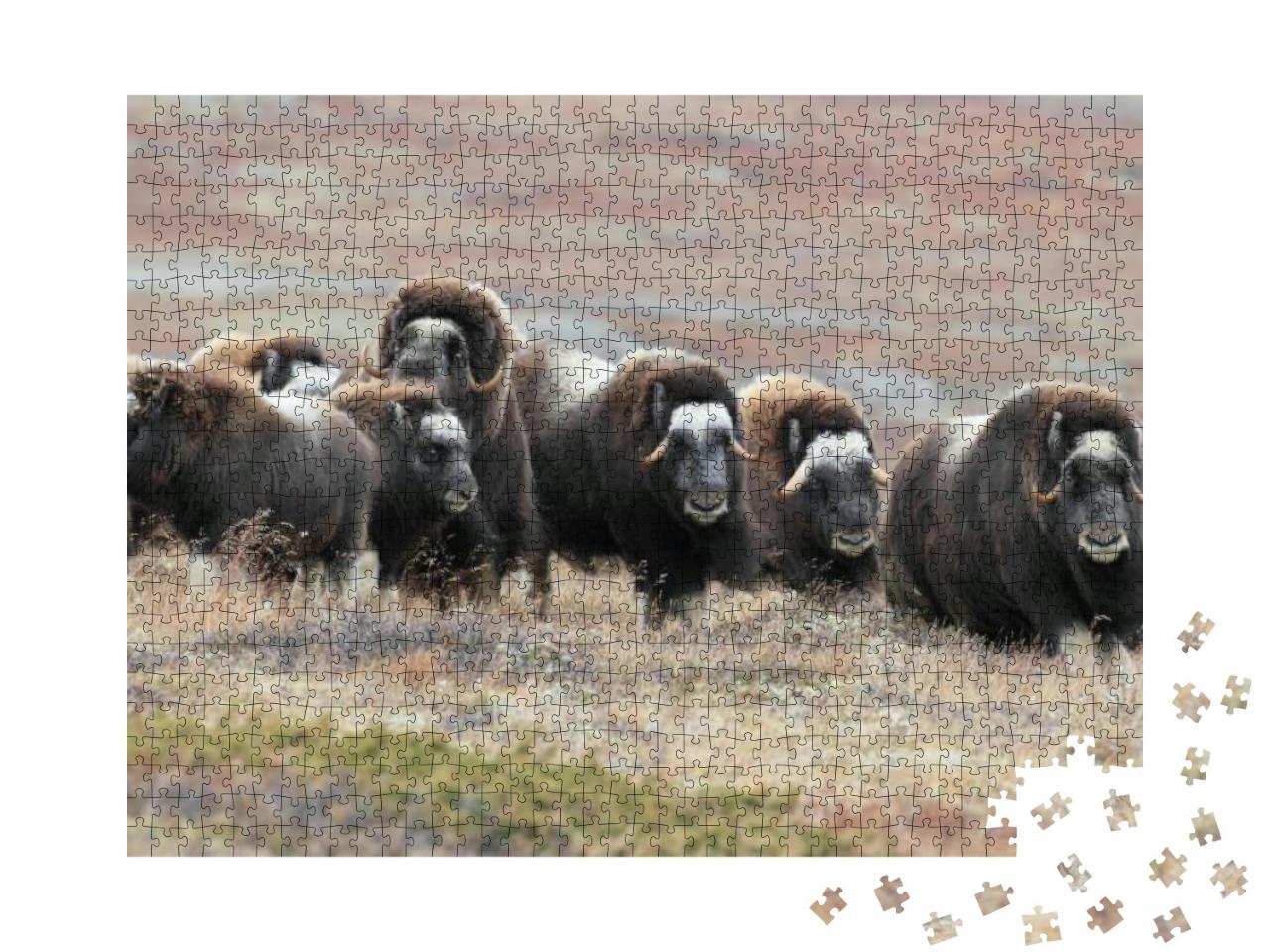 Puzzle 1000 Teile „Eine Herde von Moschusochsen im Dovrefjell-Nationalpark, Norwegen“