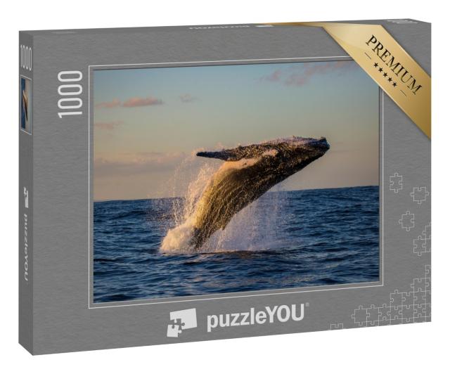 Puzzle 1000 Teile „Buckelwal beim Sprung in der Abenddämmerung“