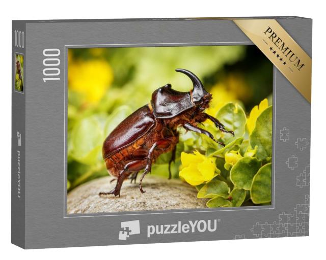 Puzzle 1000 Teile „Nashornkäfer, beliebtes Haustier in Teilen Asiens“