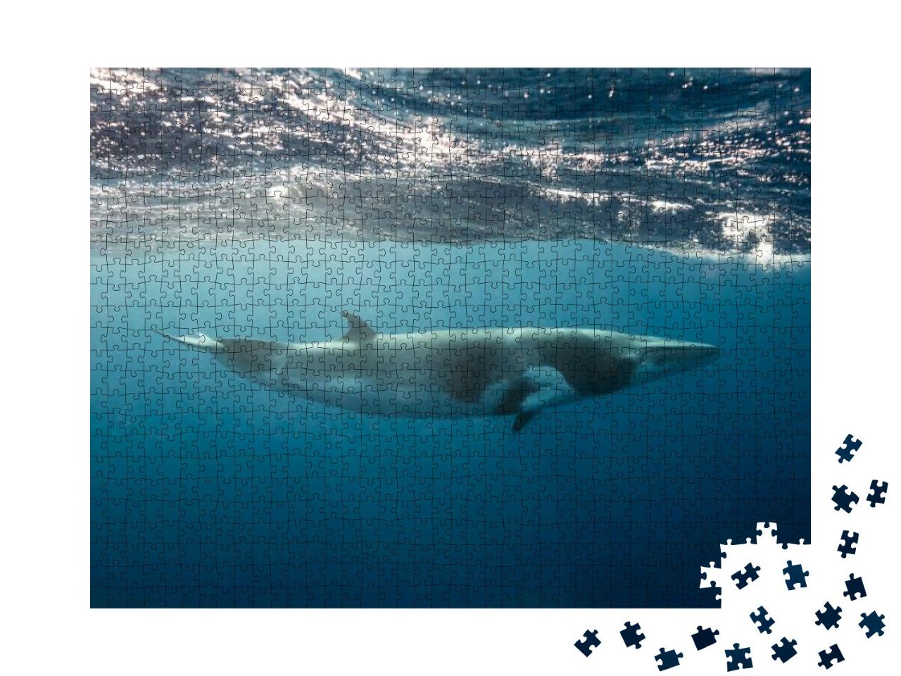 Puzzle 1000 Teile „Kleiner Wal am Great Barrier Reef “