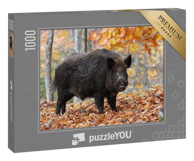 Puzzle 1000 Teile „Männliches Wildschwein im Herbstwald“