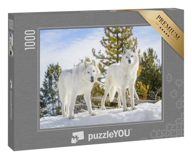 Puzzle 1000 Teile „Zwei Waldwölfe in wilder Schneelandschaft“