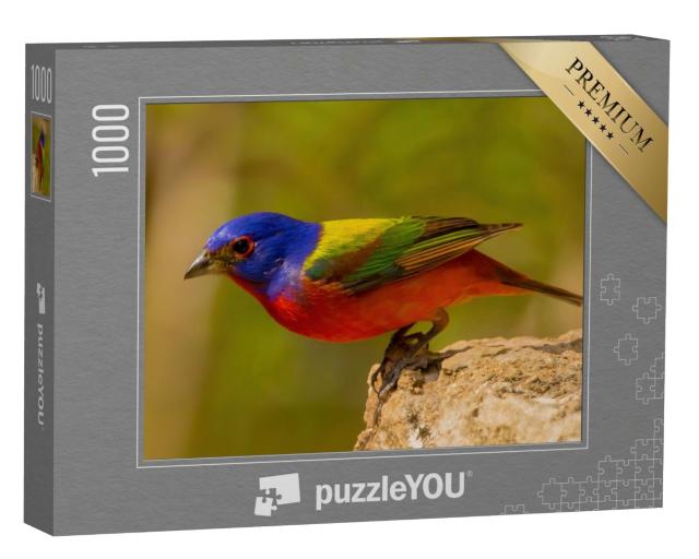 Puzzle 1000 Teile „Die Rohrammer, Amerikas schönster Singvogel“