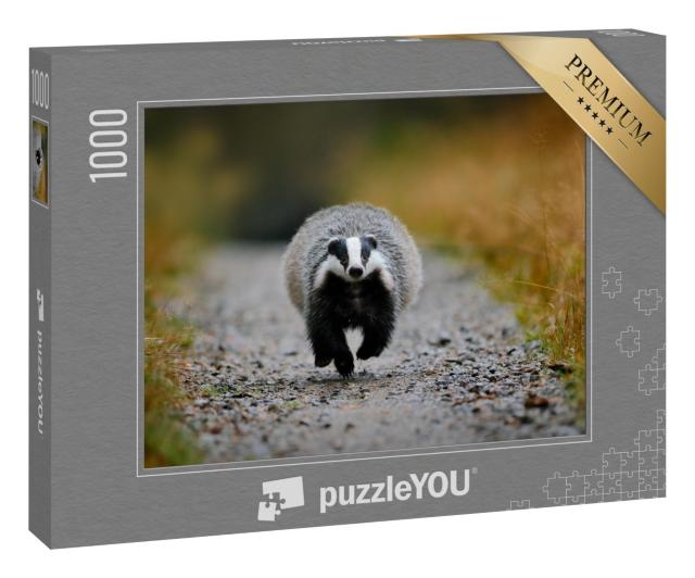 Puzzle 1000 Teile „Dachs läuft durch den Wald, Sumava, Tschechische Republik“
