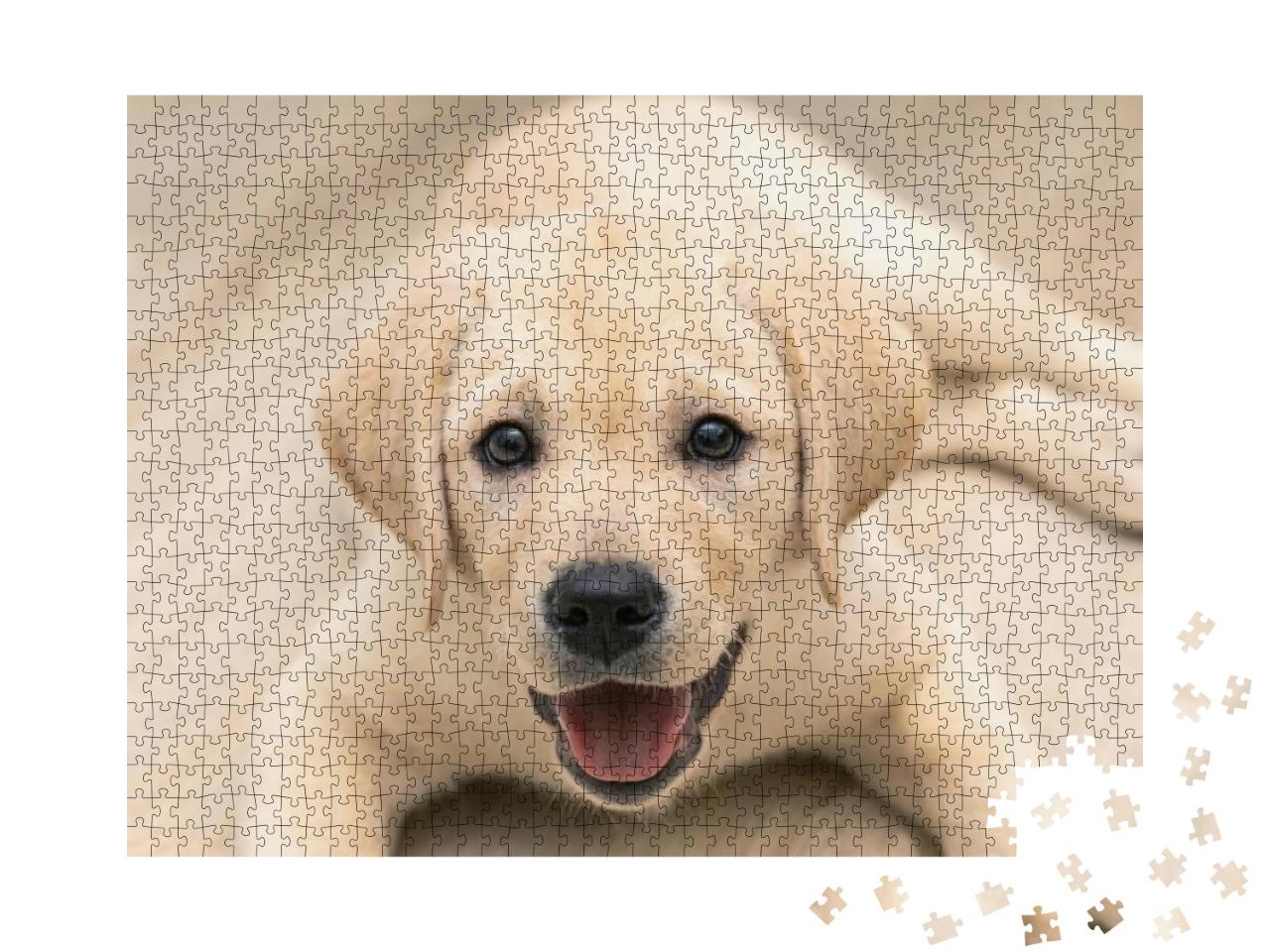 Puzzle 1000 Teile „Liebenswerter goldener Labrador-Welpe in Nahaufnahme“