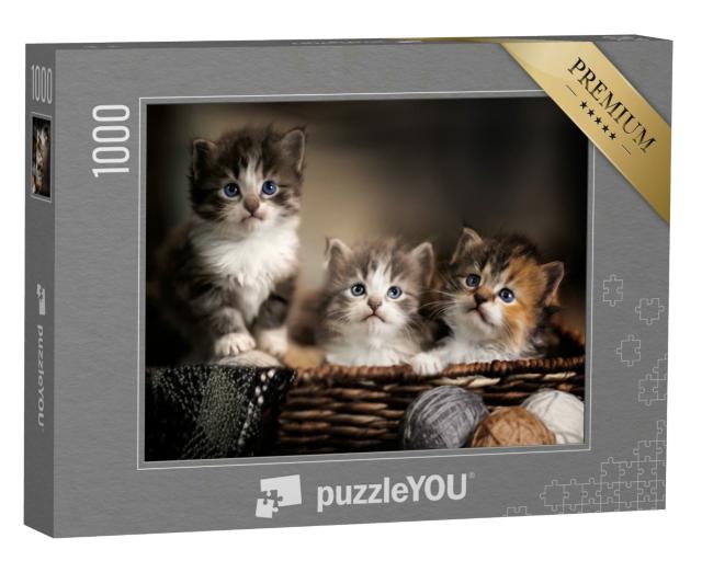 Puzzle 1000 Teile „Drei niedliche Kätzchen, Großaufnahme“