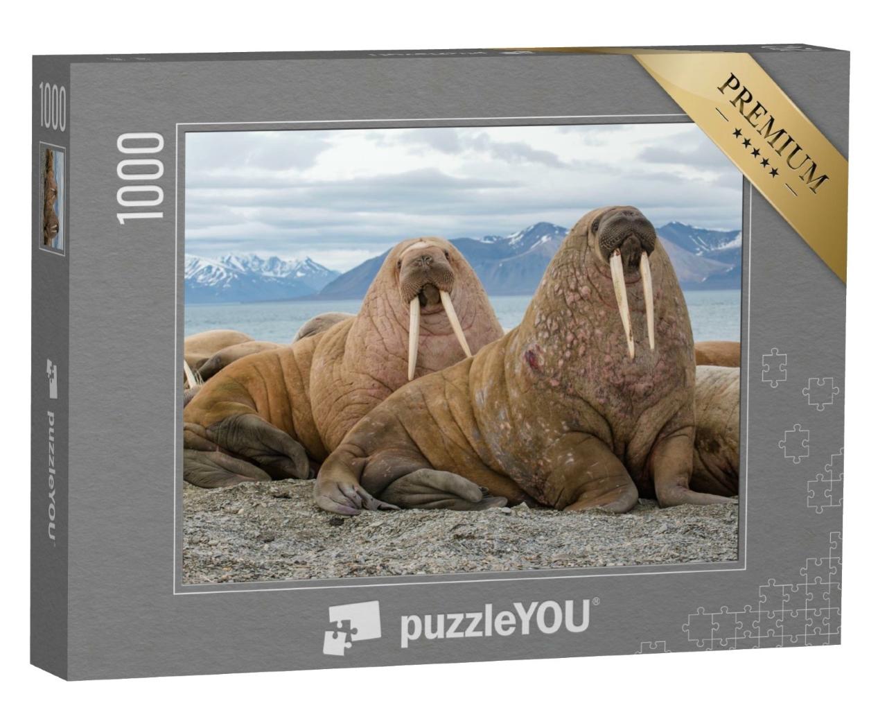Puzzle 1000 Teile „Majestätische Walrosse in ihrem natürlichen Lebensraum“
