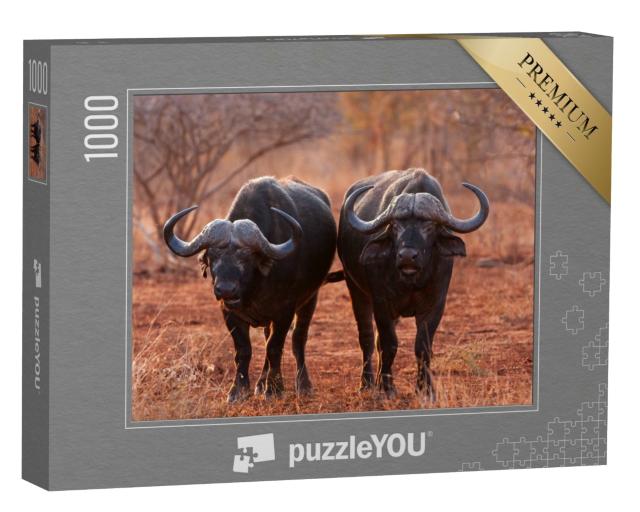 Puzzle 1000 Teile „Afrikanischer Büffel, Kap-Büffel, Kruger-Nationalpark, Südafrika“