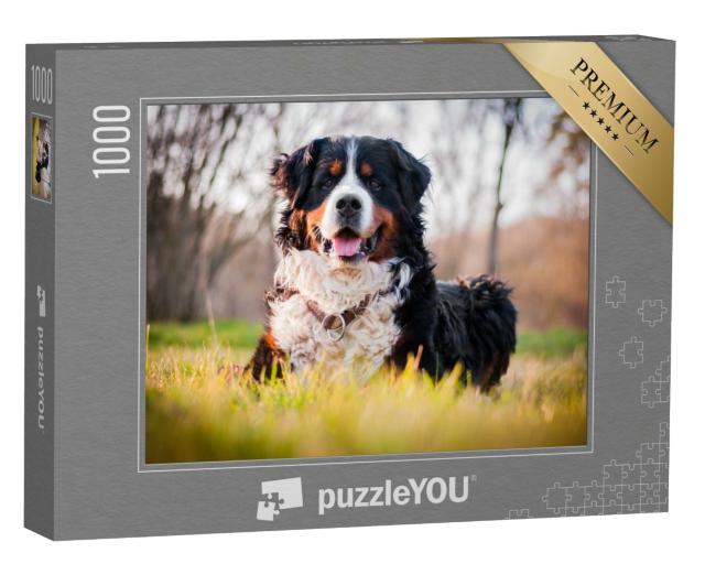 Puzzle 1000 Teile „Ein Berner Sennenhund“