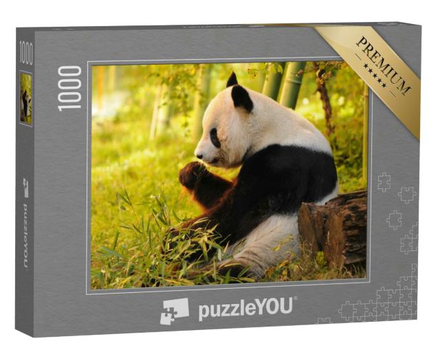 Puzzle 1000 Teile „Großer Panda beim Verzehr von Bambus“