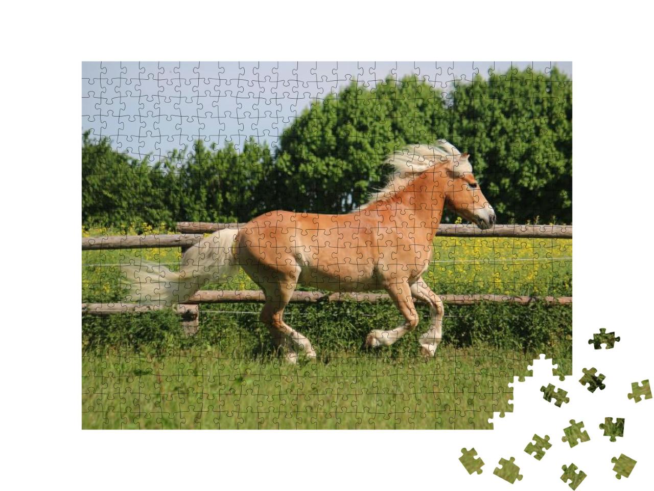 Puzzle 500 Teile „Wunderschönes Haflingerpferd auf der Koppel“