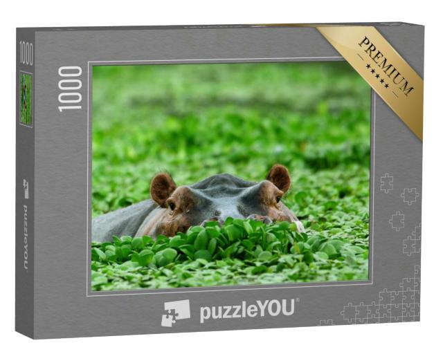 Puzzle 1000 Teile „Nilpferd, versteckt in Wasserpflanzen“