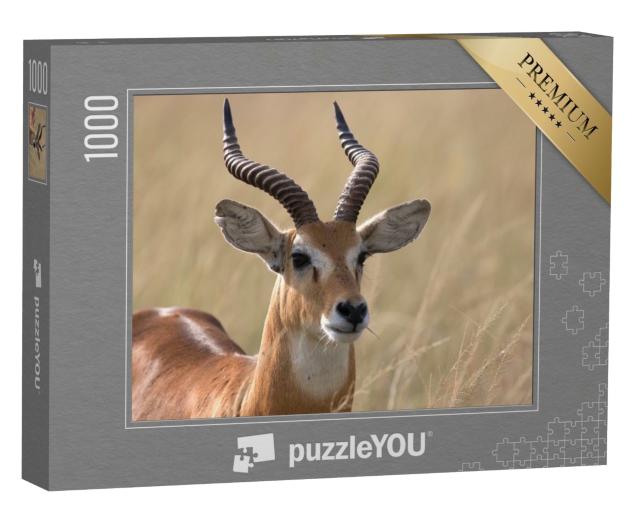 Puzzle 1000 Teile „Uganda-Kob-Antilope, Afrika“