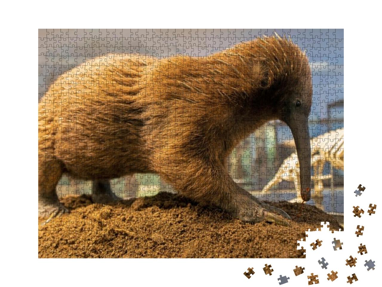 Puzzle 1000 Teile „Der Australische Langschnabeligel, Stachelameisenbär“