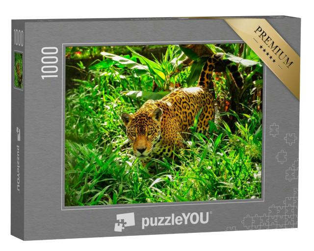 Puzzle 1000 Teile „Ein erwachsener Jaguar auf der Pirsch im Gras“