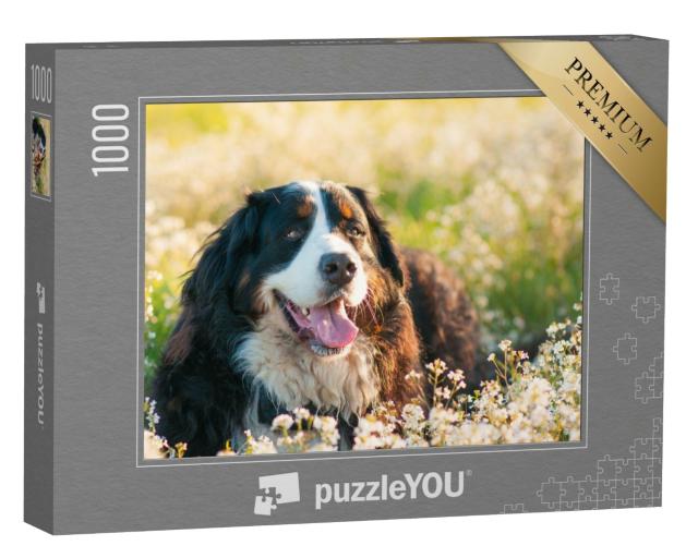 Puzzle 1000 Teile „Berner Sennenhund auf der Blumenwiese“