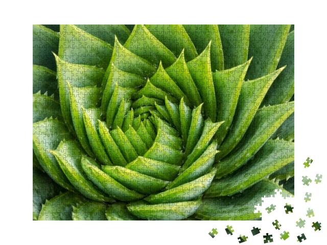 Puzzle 1000 Teile „Aloe vera mit Wassertropfen, Nahaufnahme“