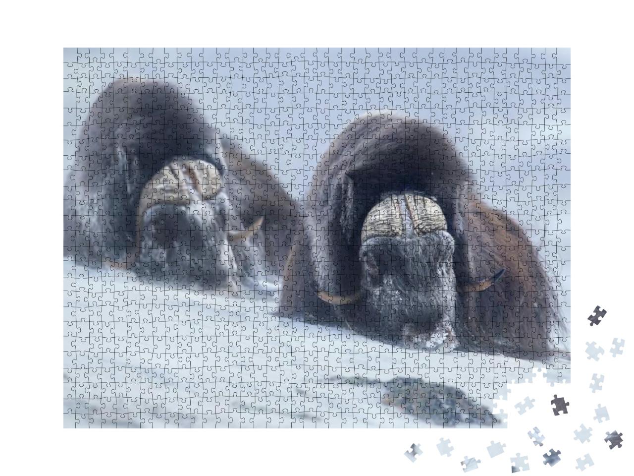 Puzzle 1000 Teile „Zwei Moschusochsen im norwegischen Winter“