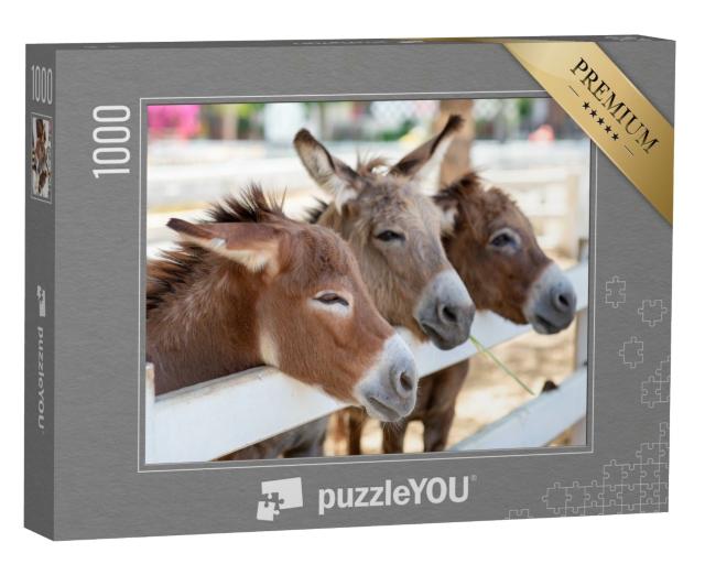 Puzzle 1000 Teile „Drei neugierige Esel am Zaun“