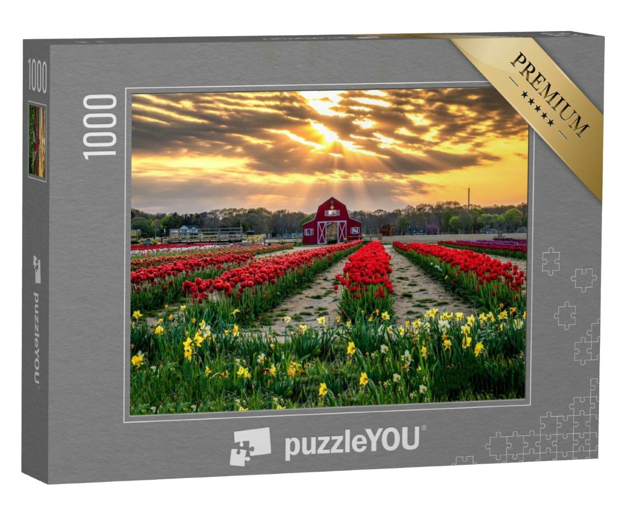 Puzzle 1000 Teile „Tulpenfarm bei Sonnenuntergang“