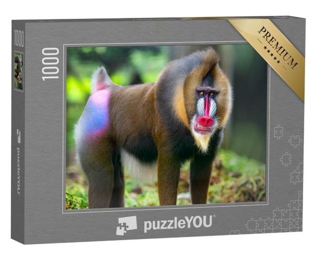 Puzzle 1000 Teile „Portraitaufnahme von Mandrill, bekannte Affen“