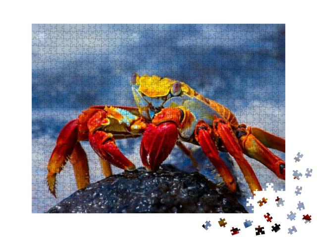 Puzzle 1000 Teile „Sally Lightfoot Krabbe auf einem Lavafelsen, Galapagos“