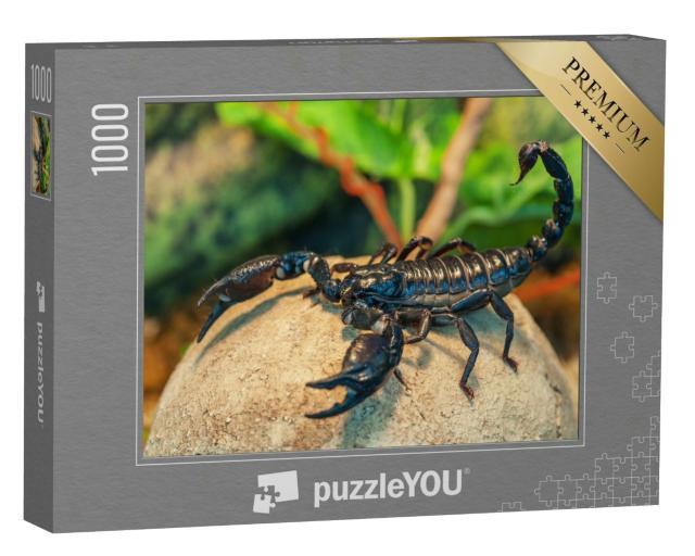 Puzzle 1000 Teile „Schwarzer Skorpion, auch bekannt als Kaiserskorpion“