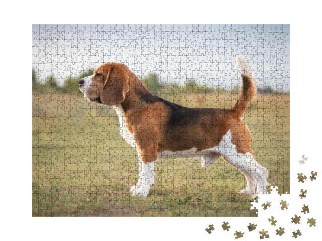 Puzzle 1000 Teile „Ein Beagle, bereit zur Jagd“
