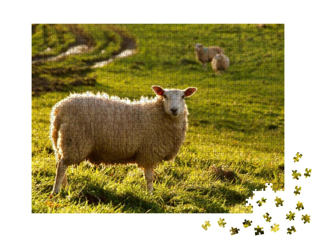 Puzzle 1000 Teile „Schaf auf einer Wiese mit Novembersonne “